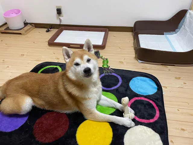 愛玩動物看護師歴14年以上のベテラン看護師が心を込めてお世話させていただきます！サービスの画像