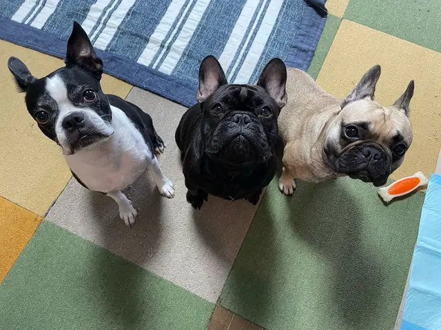 愛玩動物看護師歴14年以上のベテラン看護師が心を込めてお世話させていただきます！サービスの画像