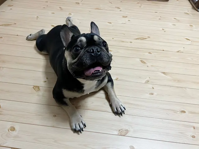 愛玩動物看護師歴14年以上のベテラン看護師が心を込めてお世話させていただきます！サービスの画像