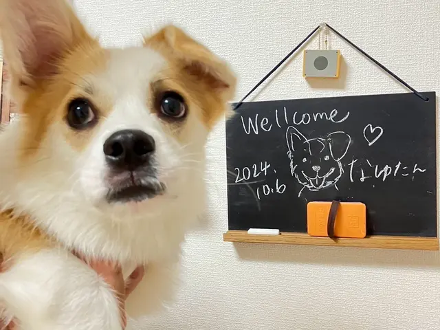 愛玩動物看護師歴14年以上のベテラン看護師が心を込めてお世話させていただきます！サービスの画像