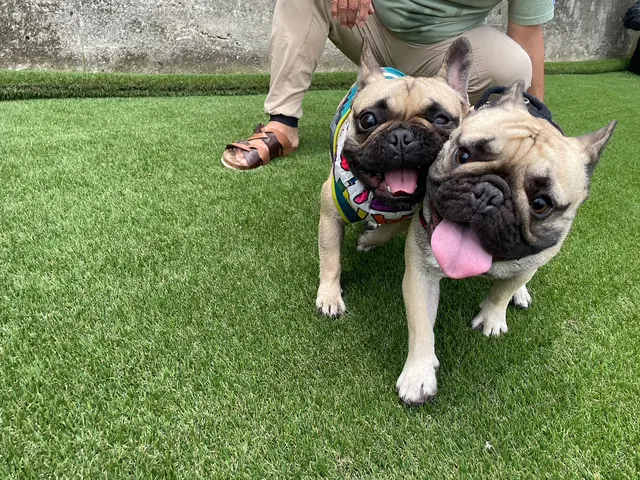 愛玩動物看護師歴14年以上のベテラン看護師が心を込めてお世話させていただきます！サービスの画像