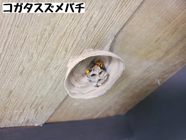 薬剤に頼りすぎない丁寧な駆除で、お家の負担も最小限。サービスの画像