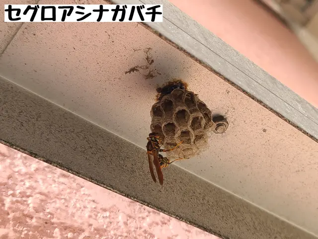 薬剤に頼りすぎない丁寧な駆除で、お家の負担も最小限。サービスの画像