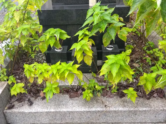 【墓石清掃士資格所持】☆心を込めたお墓参りと丁寧な清掃でキレイにさせて頂きます！サービスの画像