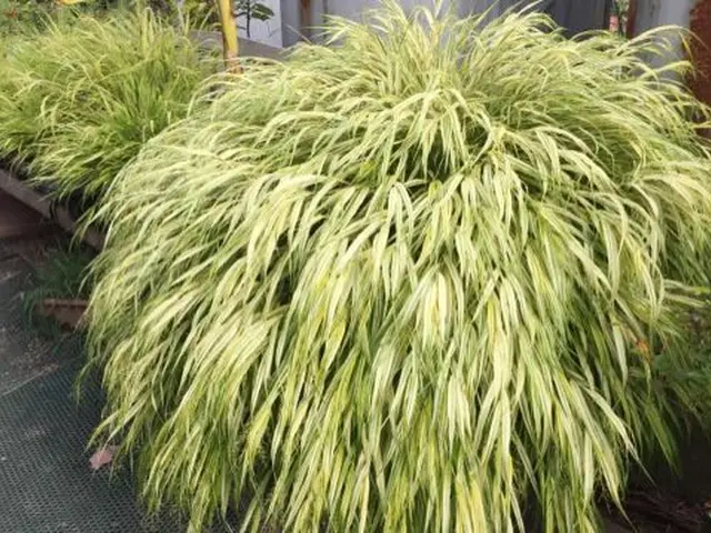 【地域密着・土曜も営業！】経験豊富なスタッフによる丁寧な庭仕事◆損保加入済サービスの画像