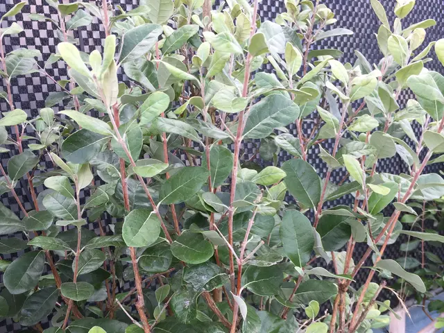 【地域密着・土曜も営業！】経験豊富なスタッフによる丁寧な庭仕事◆損保加入済サービスの画像