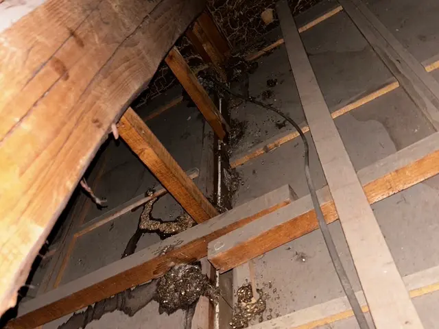 【害獣駆除】屋根裏の侵入者を徹底撃退！アフターフォローまで致します！サービスの画像