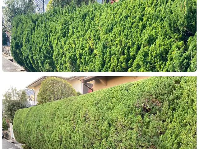 【植木屋歴30年】松、流行りのシマトネリコ，生垣等　どんな庭木にも対応します！サービスの画像