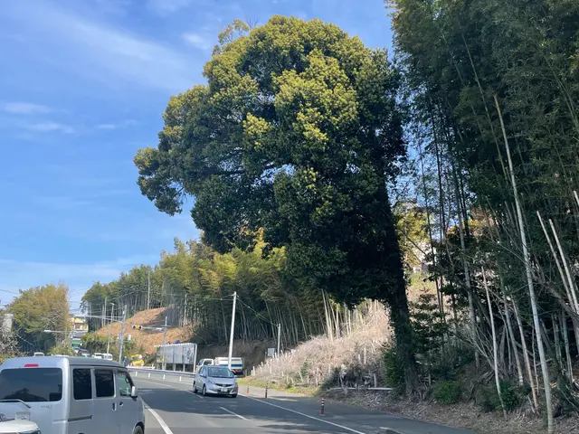 ※庭木/外構工事の事なら何でもご相談承ります♪1本からでも承ります！サービスの画像