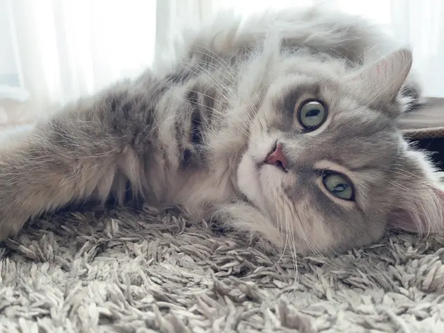 【ペットや赤ちゃんも安心】電気工事士、保険完備サービスの画像