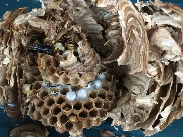蜂の巣駆除 スズメバチ対応サービスの画像