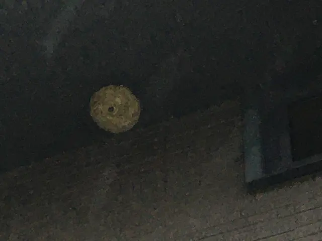 蜂の巣駆除 スズメバチ対応サービスの画像