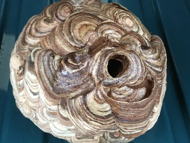 蜂の巣駆除 スズメバチ対応サービスの画像