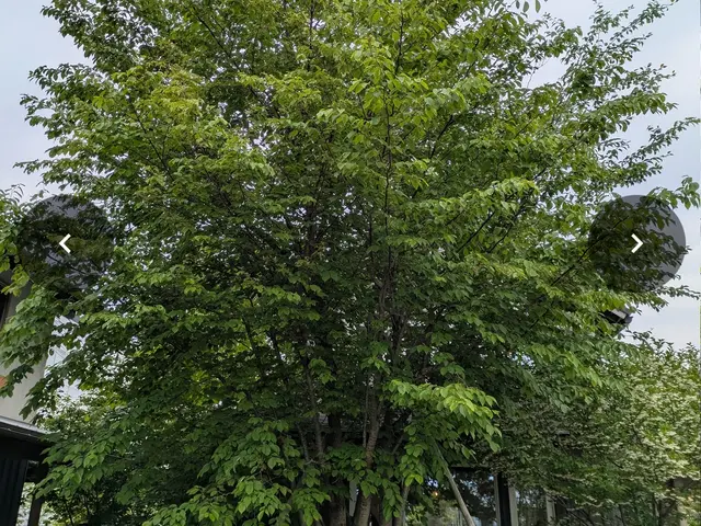 造園会社で6年以上経験◎松から雑木まで様々対応☆まずは相談下さい！サービスの画像