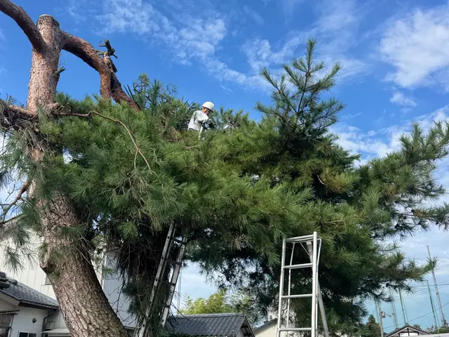 造園会社で6年以上経験◎松から雑木まで様々対応☆まずは相談下さい！サービスの画像