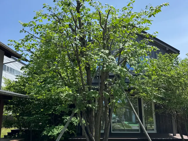 造園会社で6年以上経験◎松から雑木まで様々対応☆まずは相談下さい！サービスの画像