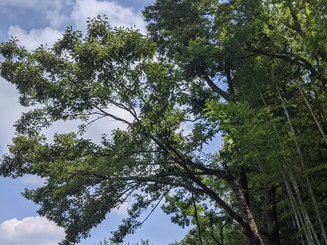 ★難しい現場も対応★14年以上の実績と自社施工で安心の伐採・抜根サービスサービスの画像