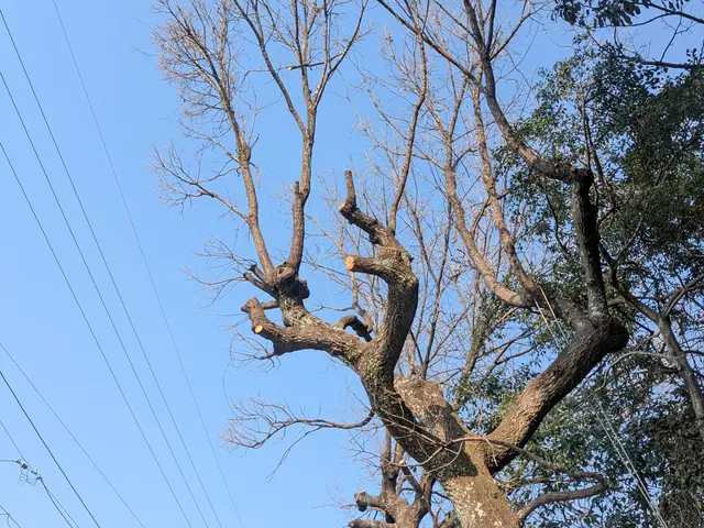 ★難しい現場も対応★14年以上の実績と自社施工で安心の伐採・抜根サービスサービスの画像