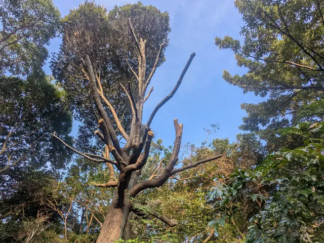 ★難しい現場も対応★14年以上の実績と自社施工で安心の伐採・抜根サービスサービスの画像