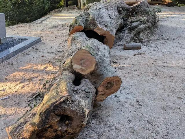 ★難しい現場も対応★14年以上の実績と自社施工で安心の伐採・抜根サービスサービスの画像