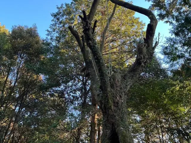 ★難しい現場も対応★14年以上の実績と自社施工で安心の伐採・抜根サービスサービスの画像