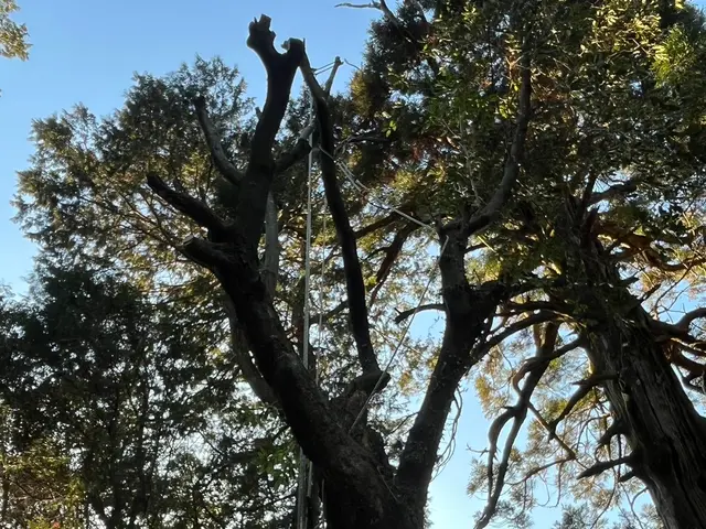 ★難しい現場も対応★14年以上の実績と自社施工で安心の伐採・抜根サービスサービスの画像