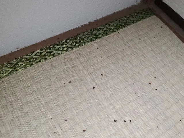 2回施工　6ヶ月保証付き　駆除実績多数　トコジラミの被害とストレスを解決します！サービスの画像