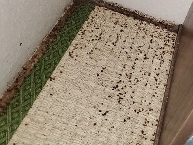 2回施工　6ヶ月保証付き　駆除実績多数　トコジラミの被害とストレスを解決します！サービスの画像