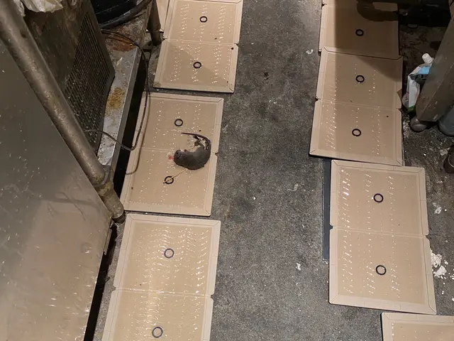 経験豊かな店長が様々な施工方法でネズミ駆除を行いますサービスの画像