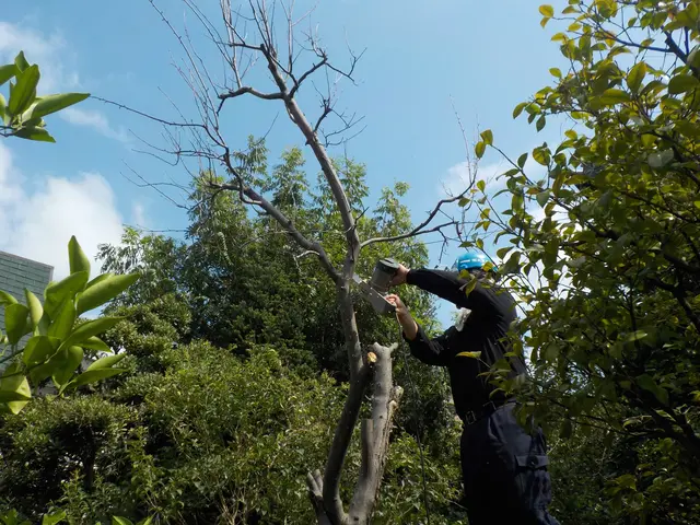 ◆重機の入る広い場所の伐採、伐根作業なら当社にお任せ◆(人''▽｀)サービスの画像