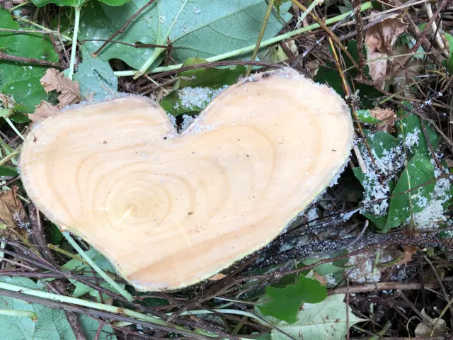 ◆重機の入る広い場所の伐採、伐根作業なら当社にお任せ◆(人''▽｀)サービスの画像