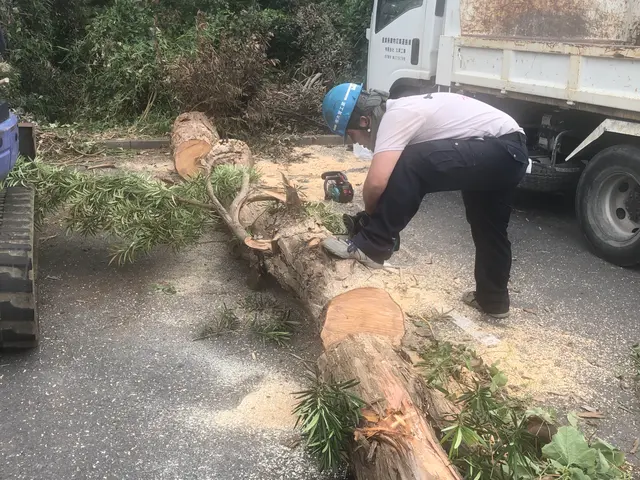 ◆重機の入る広い場所の伐採、伐根作業なら当社にお任せ◆(人''▽｀)サービスの画像