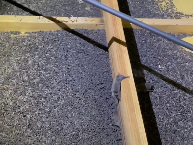 【コウモリ被害のお悩みをご相談ください！！】サービスの画像