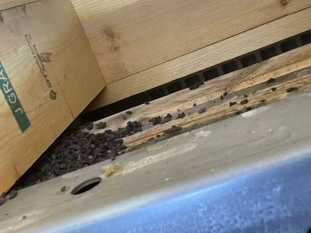 【コウモリ被害のお悩みをご相談ください！！】サービスの画像