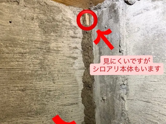 シロアリ予防、駆除消毒サービスの画像