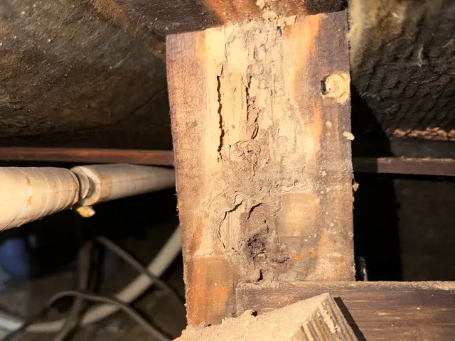 シロアリ予防、駆除消毒サービスの画像