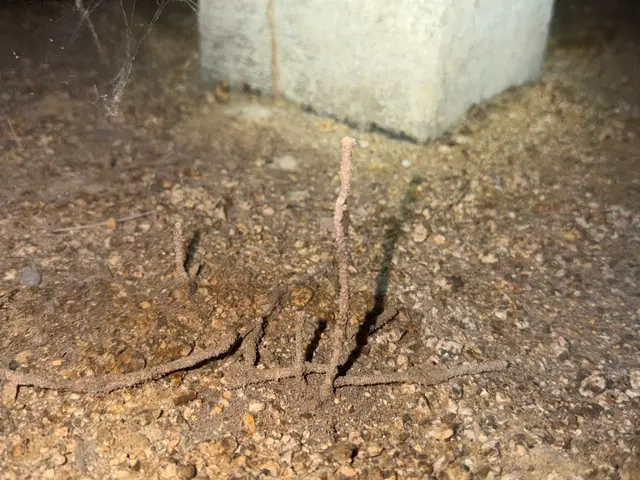 シロアリ予防、駆除消毒サービスの画像