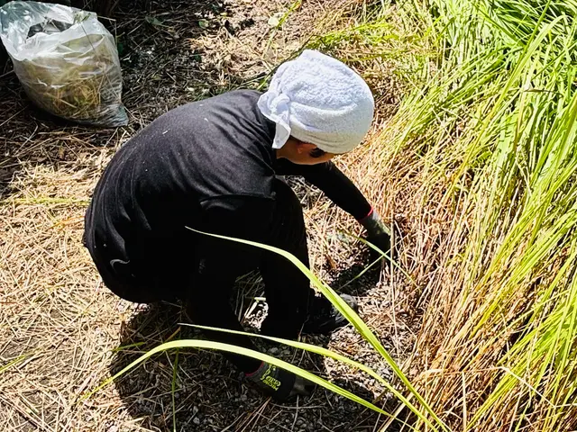 根っこから丁寧に抜く手作業専門！営業時間外も対応可能な自社スタッフによる安心作業サービスの画像