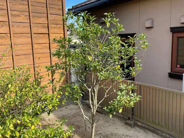 お客様に寄り添った経験と技術で対応！庭木剪定500件以上の実績！サービスの画像