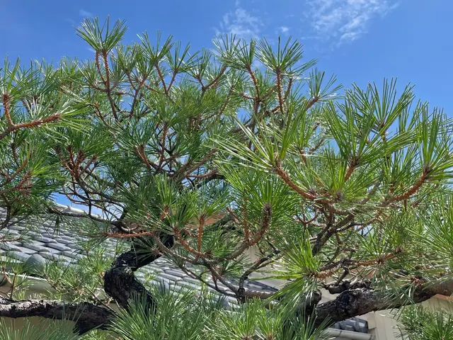 お客様に寄り添った経験と技術で対応！庭木剪定500件以上の実績！サービスの画像