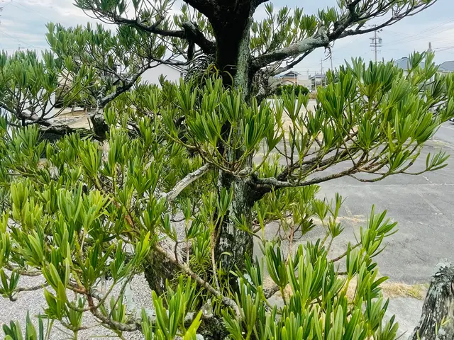 お客様に寄り添った経験と技術で対応！庭木剪定500件以上の実績！サービスの画像