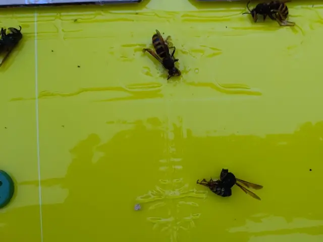 害虫獣駆除／スズメバチの巣駆除【業歴17年の経験と実績】サービスの画像