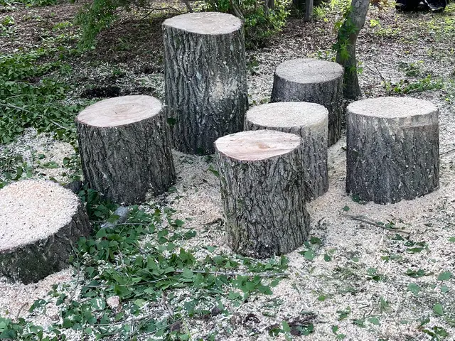 複数本お申し込みでお値引き有り！庭造り、支障木の伐採、何でもお任せください！サービスの画像