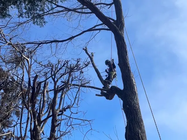 複数本お申し込みでお値引き有り！庭造り、支障木の伐採、何でもお任せください！サービスの画像