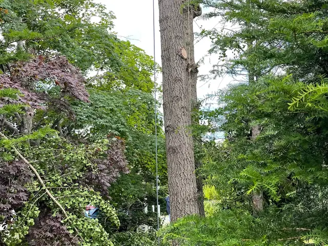 複数本お申し込みでお値引き有り！庭造り、支障木の伐採、何でもお任せください！サービスの画像