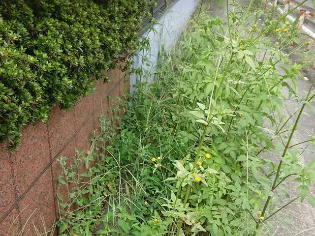 草刈り、草むしり、低木(垣根)の剪定作業随時受付中！！サービスの画像