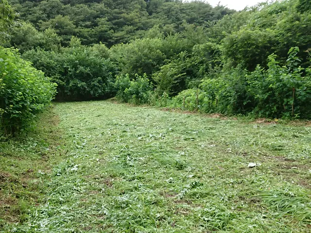 草刈り、草むしり、低木(垣根)の剪定作業随時受付中！！サービスの画像