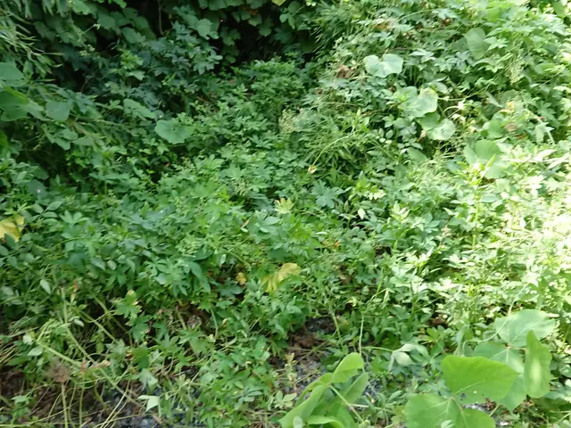 草刈り、草むしり、低木(垣根)の剪定作業随時受付中！！サービスの画像