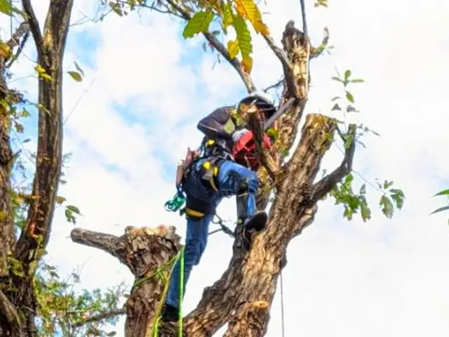 10年100件以上の信頼◉特殊伐採も可能♬大規模工経験あり★非喫煙者♪サービスの画像