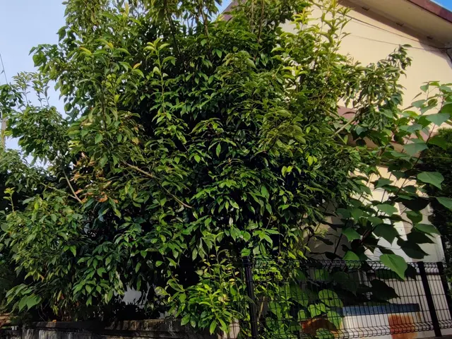 私がお伺いします！お庭のお困り事を解決致します。サービスの画像